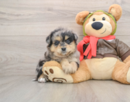 6 week old Mini Pomskydoodle Puppy For Sale - Seaside Pups