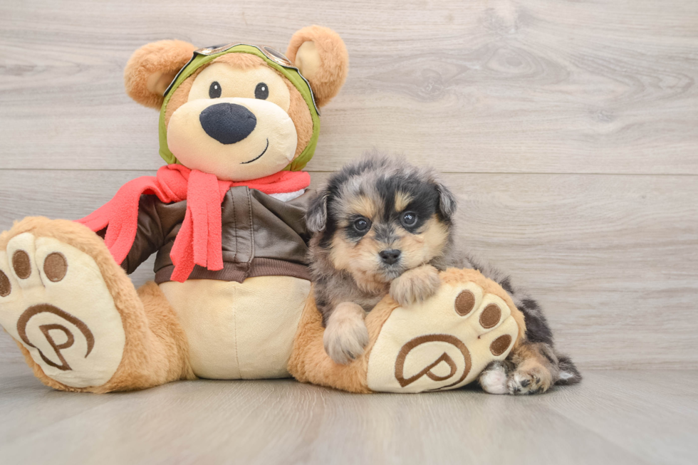 Mini Pomskydoodle Pup Being Cute