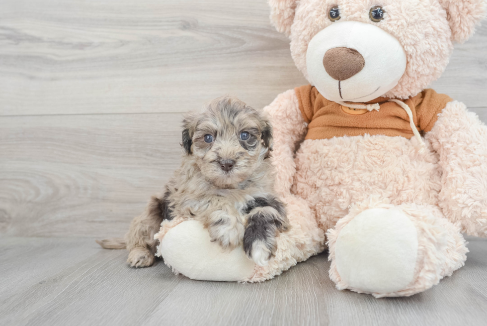 Mini Portidoodle Puppy for Adoption