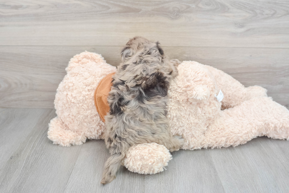 Hypoallergenic Portuguese Water Dog Poodle Mix Puppy