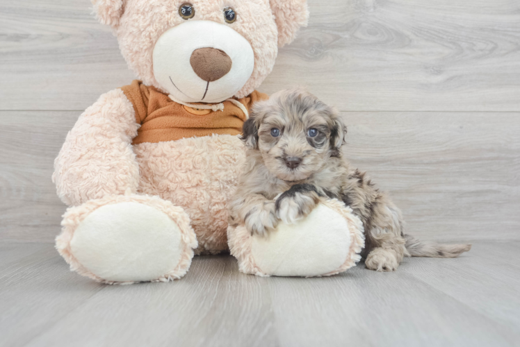 Mini Portidoodle Puppy for Adoption