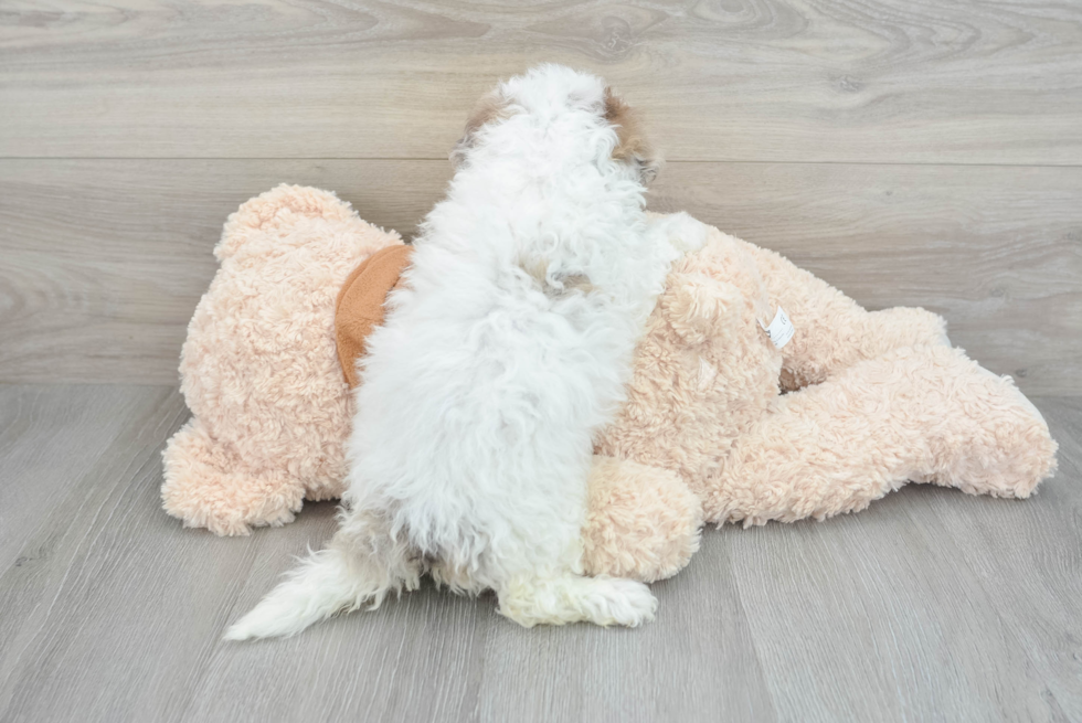 Sweet Mini Portidoodle Baby