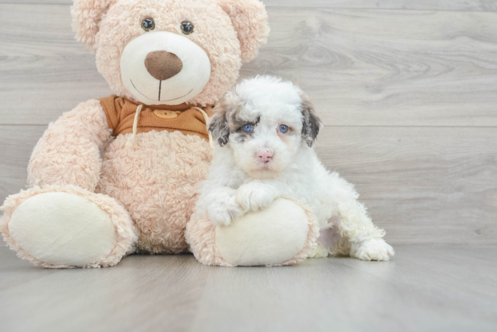 Friendly Mini Portidoodle Baby