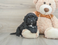 5 week old Mini Portidoodle Puppy For Sale - Seaside Pups