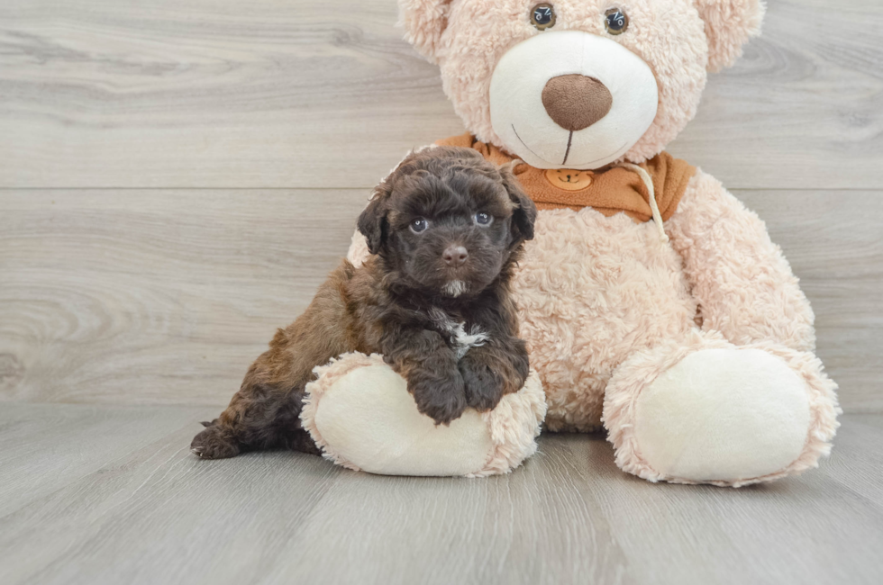 7 week old Mini Portidoodle Puppy For Sale - Seaside Pups