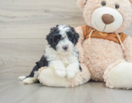 5 week old Mini Portidoodle Puppy For Sale - Seaside Pups