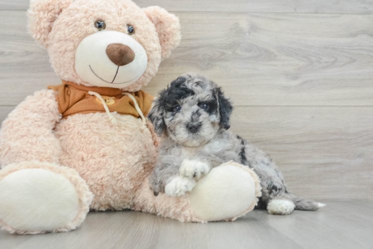 Popular Mini Portidoodle Poodle Mix Pup