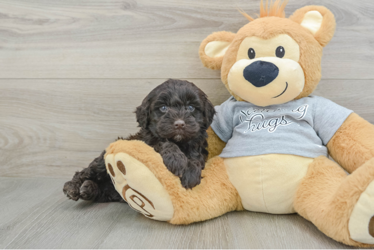 Mini Portidoodle Puppy for Adoption