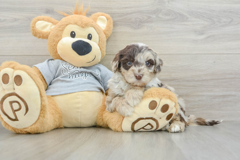Best Mini Portidoodle Baby
