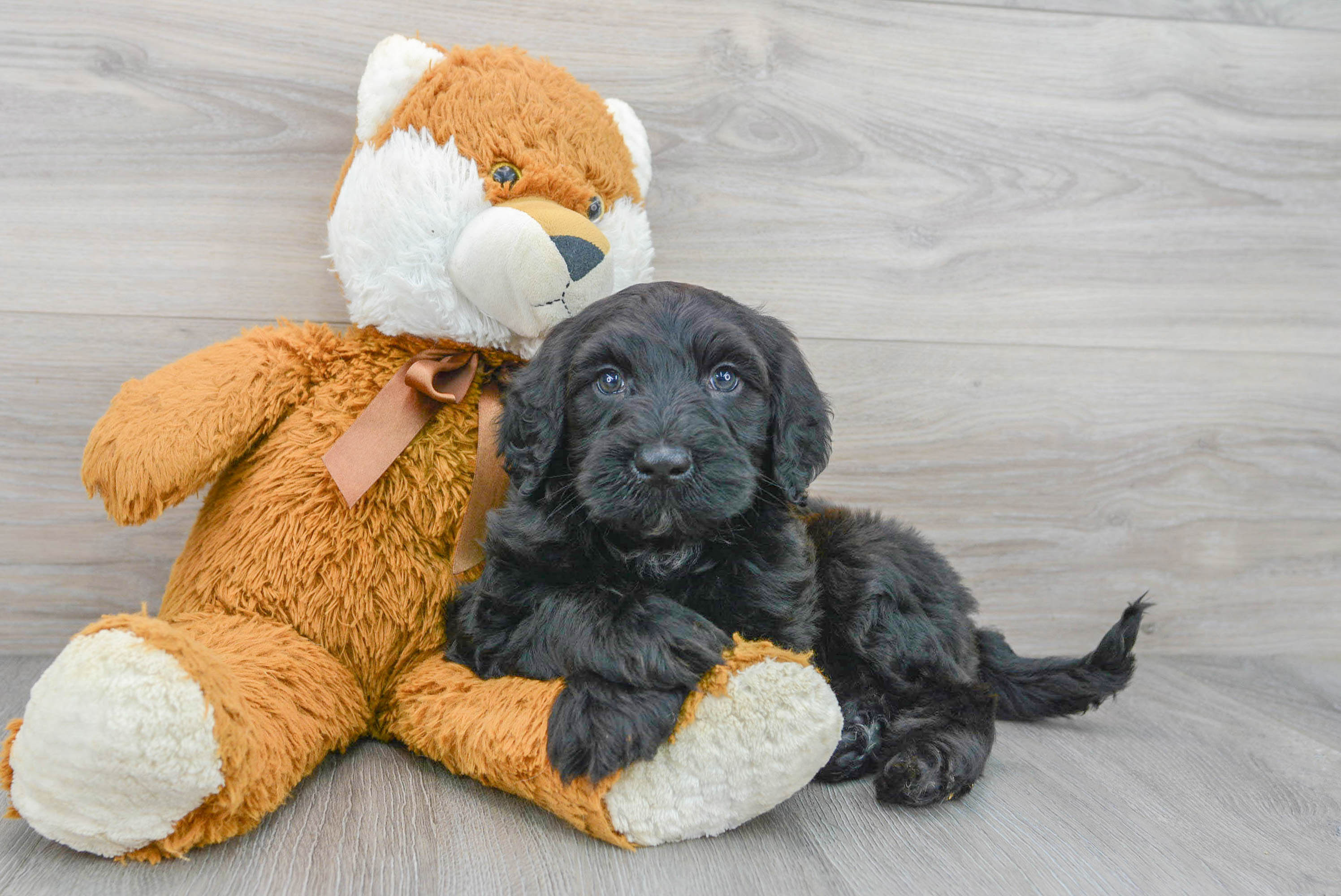 Portuguese water dog hot sale poodle mix puppies