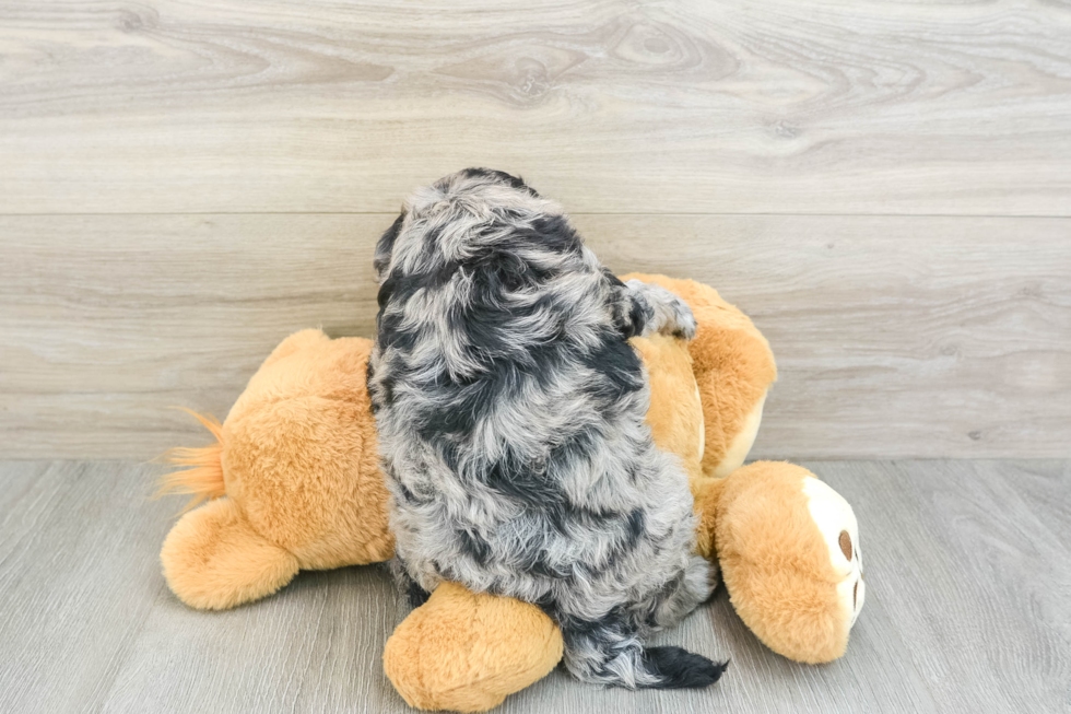 Adorable Portidoo Poodle Mix Puppy