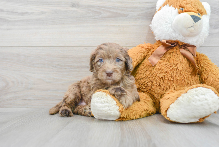 Mini Portidoodle Puppy for Adoption