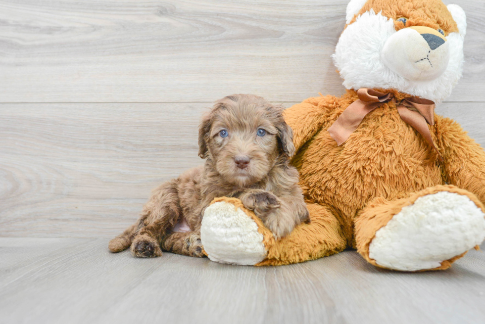 Mini Portidoodle Puppy for Adoption