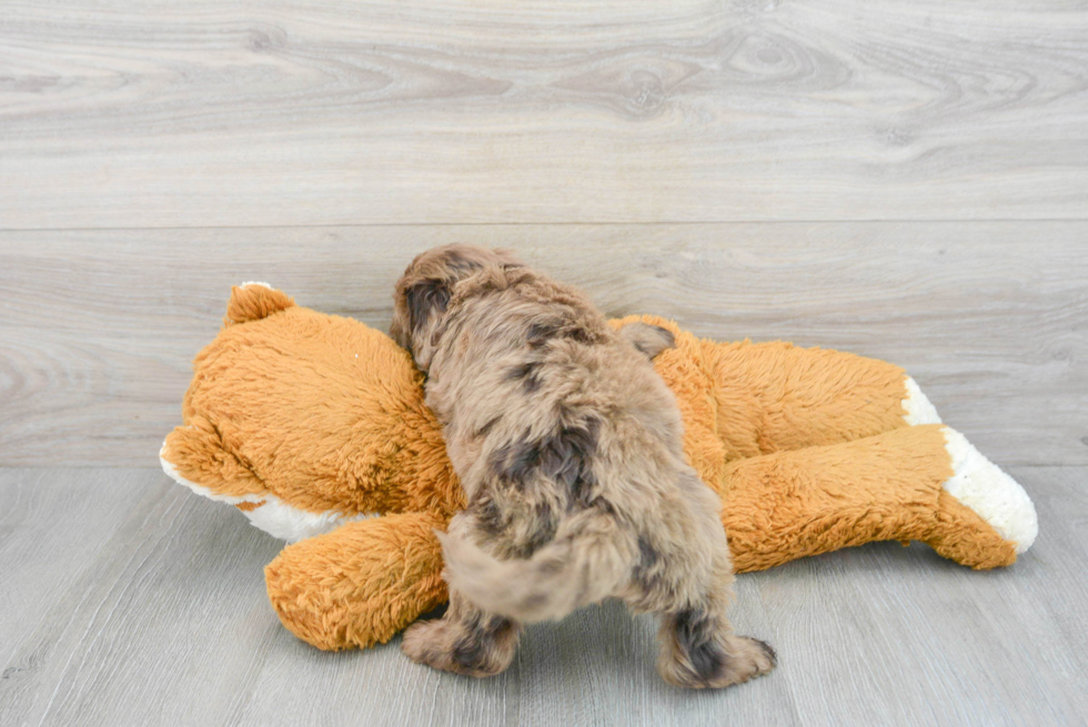Mini Portidoodle Puppy for Adoption