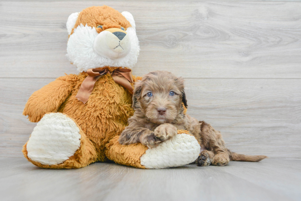 Hypoallergenic Portuguese Water Dog Poodle Mix Puppy