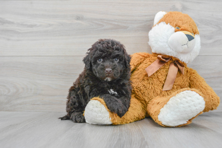 Mini Portidoodle Puppy for Adoption