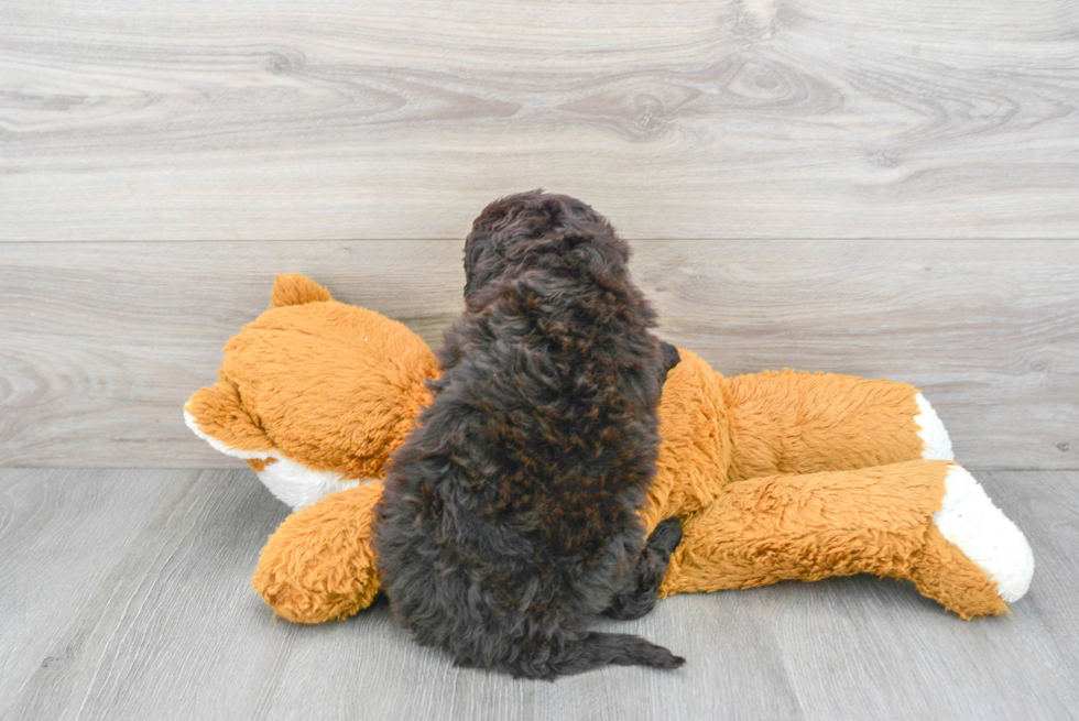 Hypoallergenic Portuguese Water Dog Poodle Mix Puppy