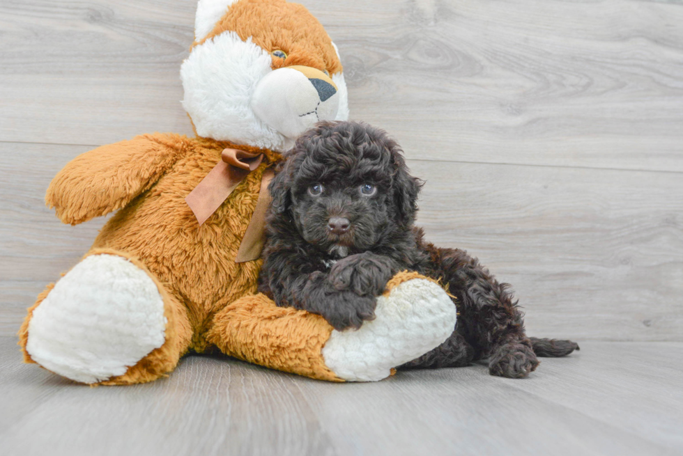 Mini Portidoodle Puppy for Adoption
