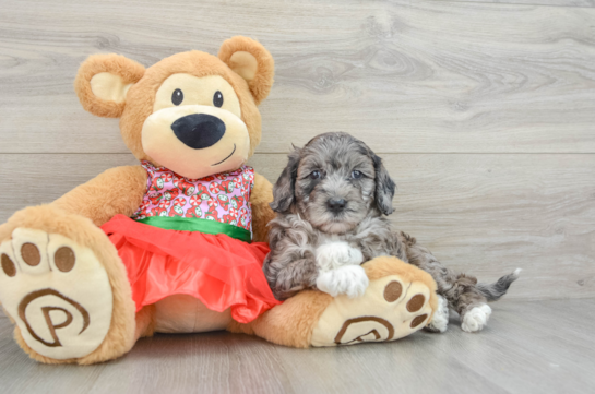 Funny Mini Portidoodle Poodle Mix Pup