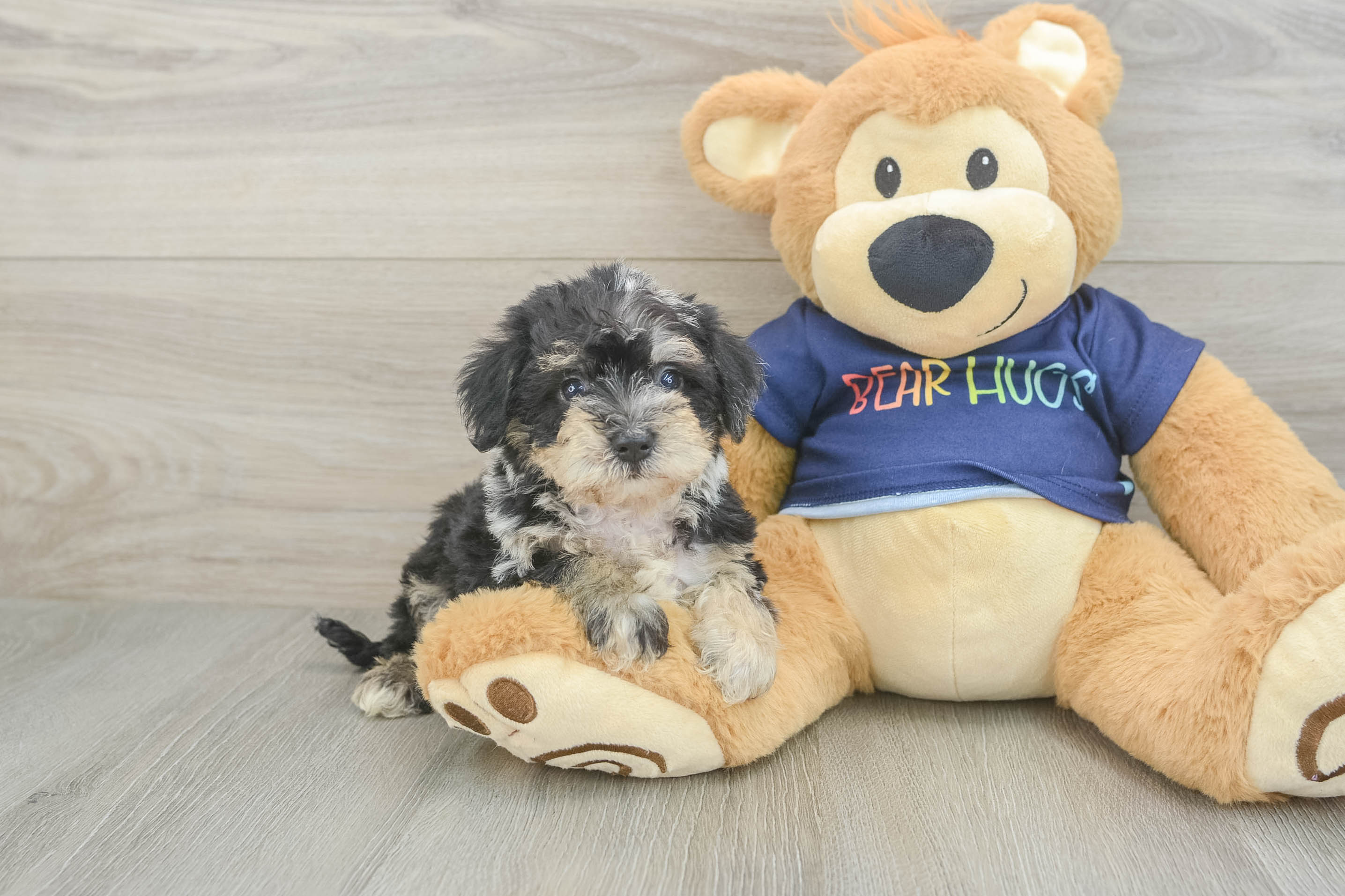 Cute Mini Schnoodle Poodle Mix Puppy