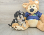 5 week old Mini Schnoodle Puppy For Sale - Seaside Pups