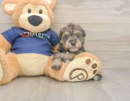 5 week old Mini Schnoodle Puppy For Sale - Seaside Pups