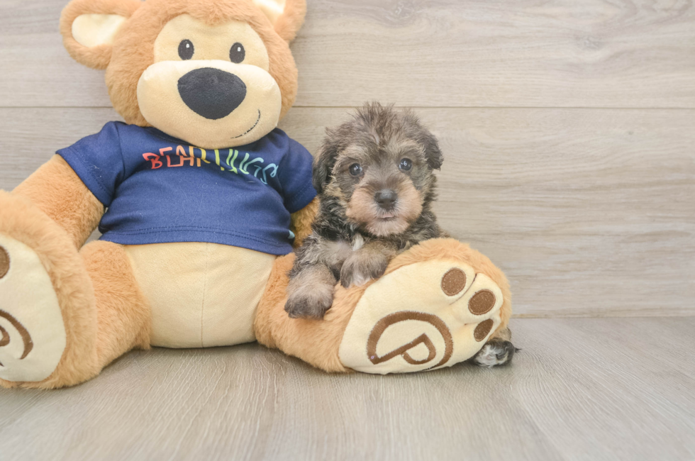 5 week old Mini Schnoodle Puppy For Sale - Seaside Pups