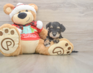 5 week old Mini Schnoodle Puppy For Sale - Seaside Pups