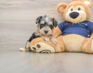 5 week old Mini Schnoodle Puppy For Sale - Seaside Pups