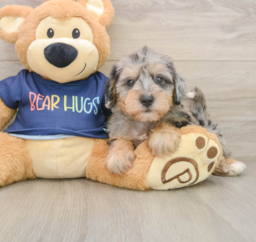 5 week old Mini Schnoodle Puppy For Sale - Seaside Pups