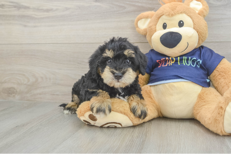 Cute Mini Schnoodle Poodle Mix Pup