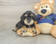 5 week old Mini Schnoodle Puppy For Sale - Seaside Pups