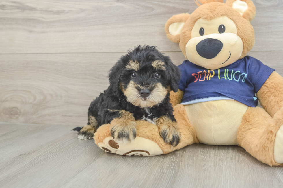 5 week old Mini Schnoodle Puppy For Sale - Seaside Pups