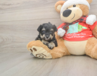 5 week old Mini Schnoodle Puppy For Sale - Seaside Pups