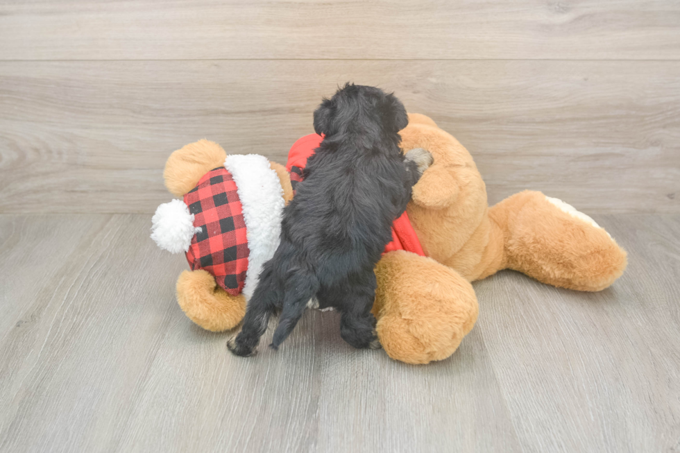 Cute Mini Schnoodle Poodle Mix Puppy