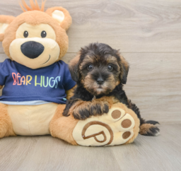 5 week old Mini Schnoodle Puppy For Sale - Seaside Pups