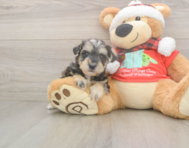 5 week old Mini Schnoodle Puppy For Sale - Seaside Pups