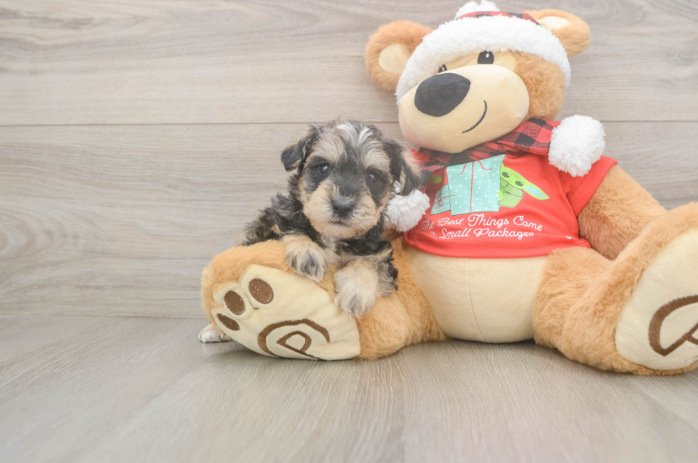 5 week old Mini Schnoodle Puppy For Sale - Seaside Pups
