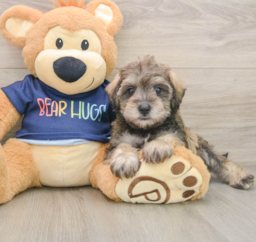 5 week old Mini Schnoodle Puppy For Sale - Seaside Pups
