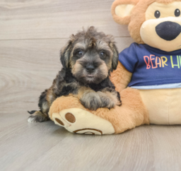 6 week old Mini Schnoodle Puppy For Sale - Seaside Pups