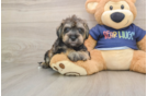 Cute Schnauzer Doodle Poodle Mix Puppy