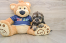 Cute Mini Schnoodle Poodle Mix Pup