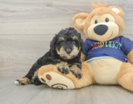5 week old Mini Schnoodle Puppy For Sale - Seaside Pups