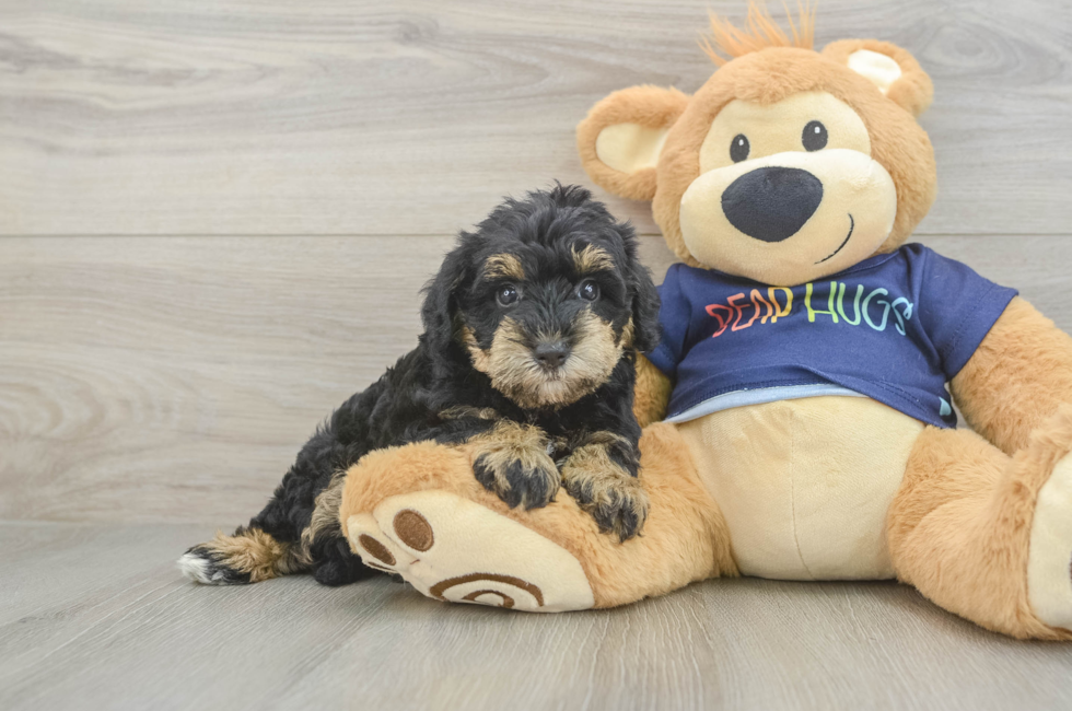 5 week old Mini Schnoodle Puppy For Sale - Seaside Pups