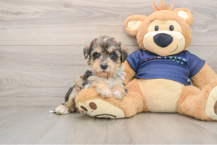 Cute Mini Schnoodle Baby