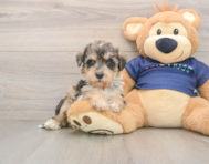 5 week old Mini Schnoodle Puppy For Sale - Seaside Pups