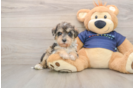 Cute Mini Schnoodle Baby