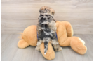 Mini Schnoodle Pup Being Cute