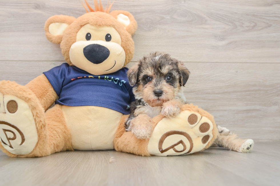Cute Mini Schnoodle Baby