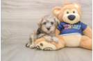 Mini Schnoodle Pup Being Cute